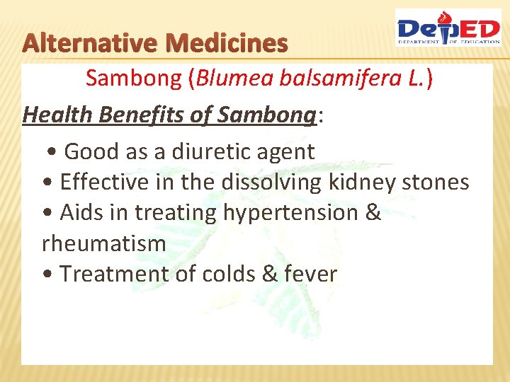 Alternative Medicines Sambong (Blumea balsamifera L. ) Health Benefits of Sambong: • Good as