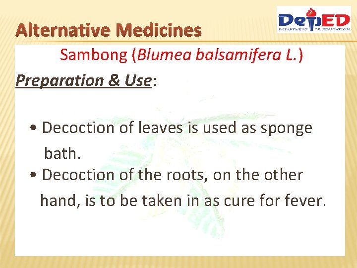 Alternative Medicines Sambong (Blumea balsamifera L. ) Preparation & Use: • Decoction of leaves