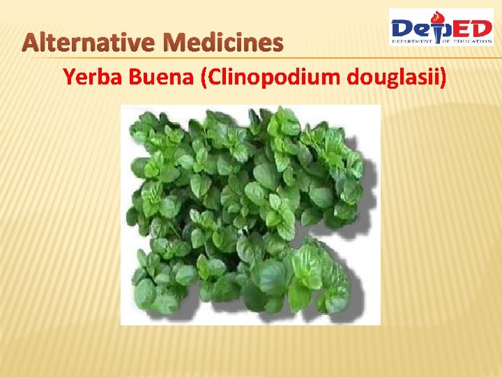 Alternative Medicines Yerba Buena (Clinopodium douglasii) 