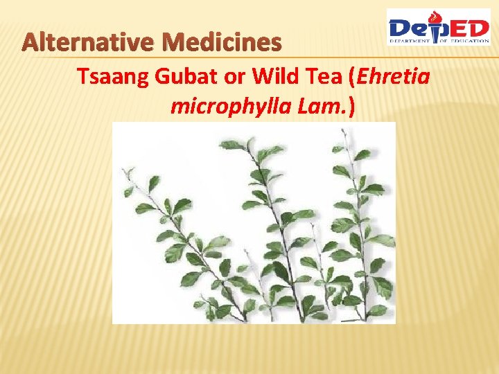 Alternative Medicines Tsaang Gubat or Wild Tea (Ehretia microphylla Lam. ) 