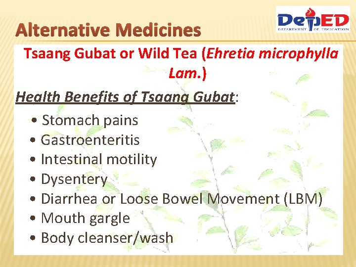 Alternative Medicines Tsaang Gubat or Wild Tea (Ehretia microphylla Lam. ) Health Benefits of