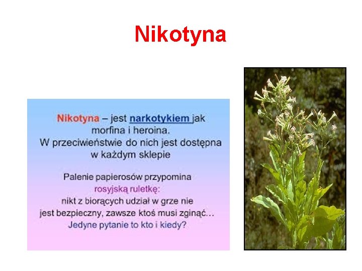 Nikotyna 