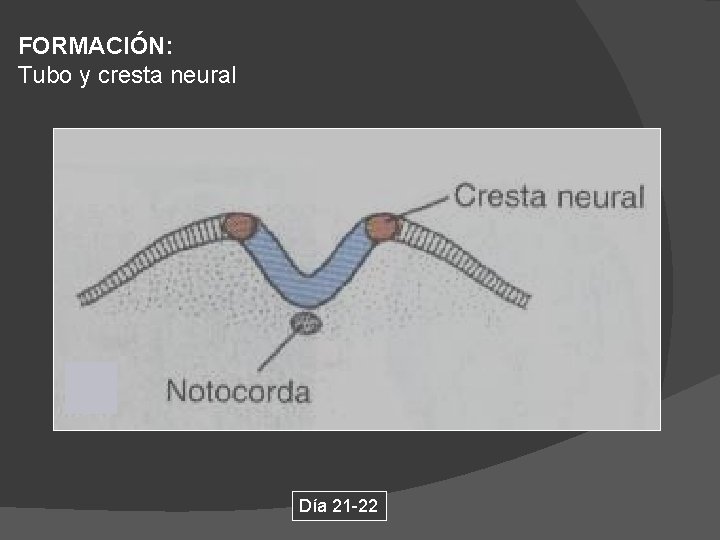 FORMACIÓN: Tubo y cresta neural Día 21 -22 