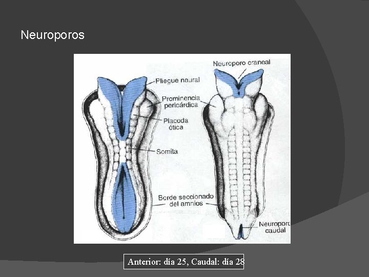 Neuroporos Anterior: día 25, Caudal: día 28 