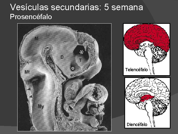 Vesículas secundarias: 5 semana Prosencéfalo Telencéfalo Diencéfalo 