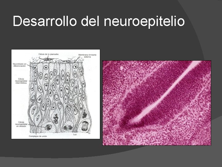 Desarrollo del neuroepitelio 