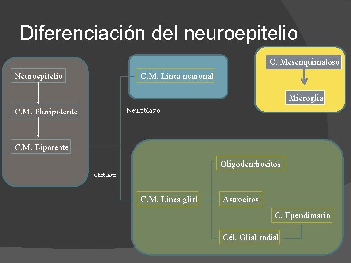 Diferenciación del neuroepitelio C. Mesenquimatoso Neuroepitelio C. M. Línea neuronal Microglia Neuroblasto C. M.