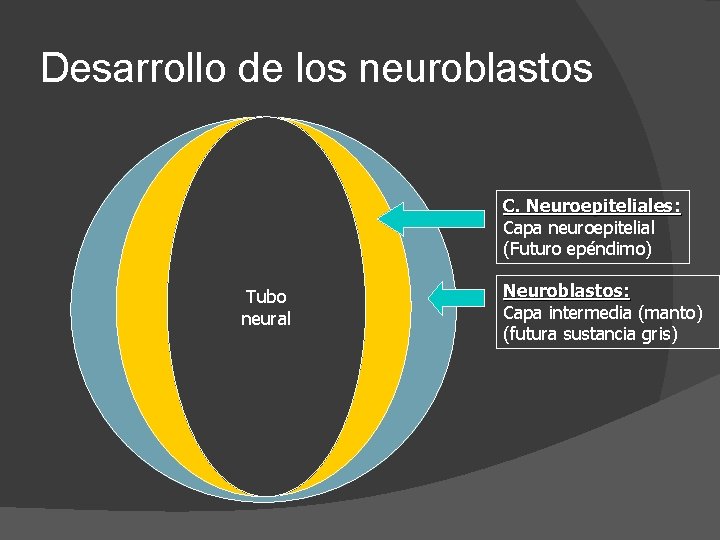 Desarrollo de los neuroblastos C. Neuroepiteliales: Capa neuroepitelial (Futuro epéndimo) Tubo neural Neuroblastos: Capa