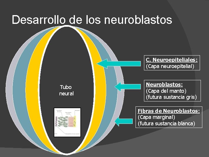 Desarrollo de los neuroblastos C. Neuroepiteliales: (Capa neuroepitelial) Tubo neural Neuroblastos: (Capa del manto)