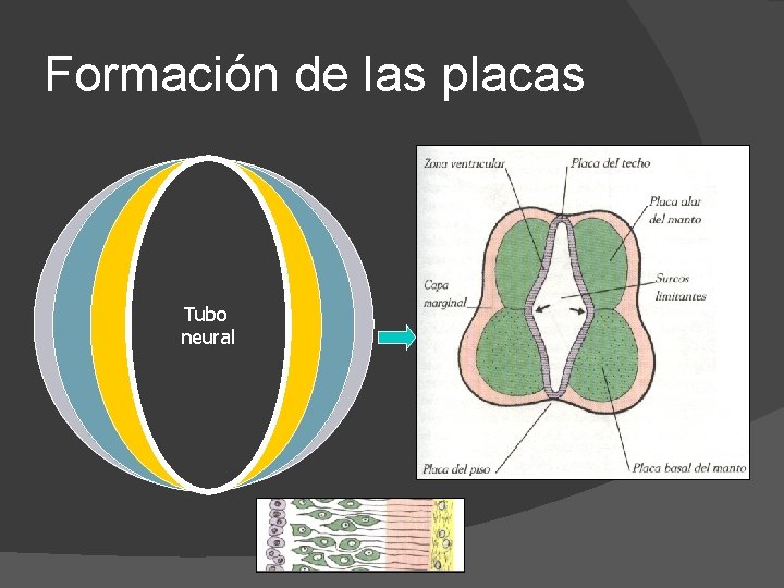 Formación de las placas Tubo neural 