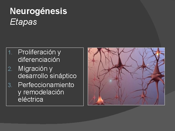 Neurogénesis Etapas Proliferación y diferenciación 2. Migración y desarrollo sináptico 3. Perfeccionamiento y remodelación