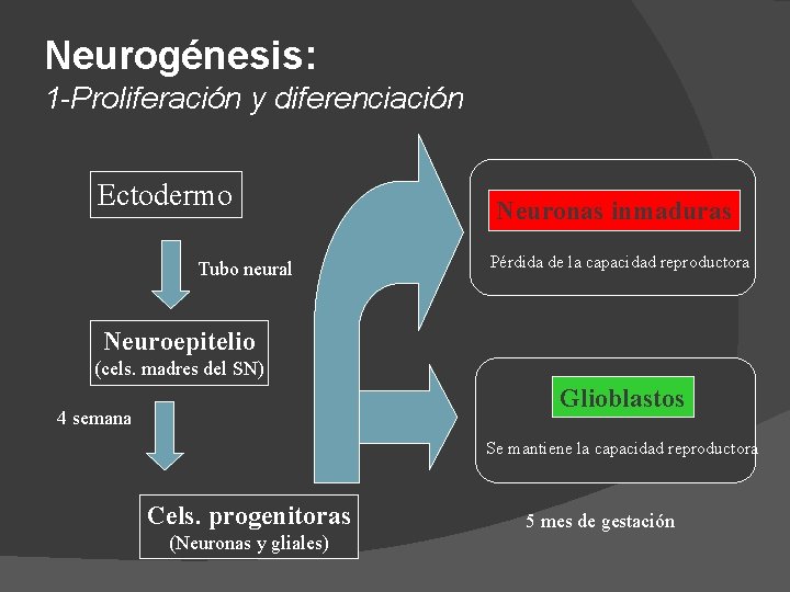 Neurogénesis: 1 -Proliferación y diferenciación Ectodermo Tubo neural Neuronas inmaduras Pérdida de la capacidad