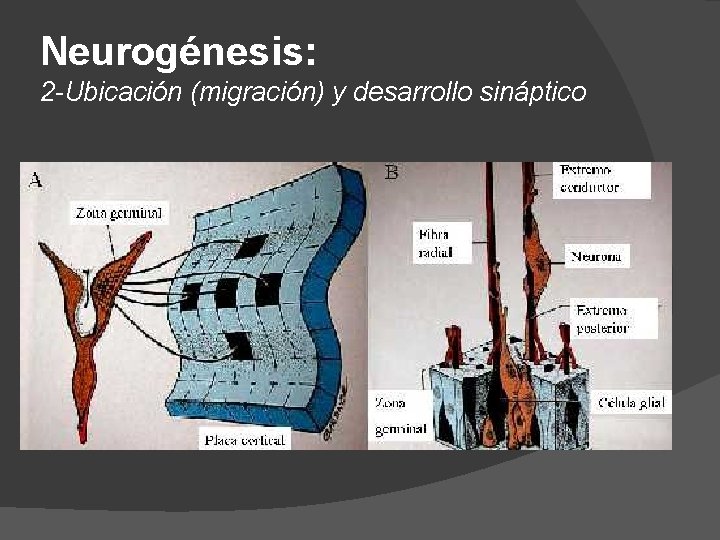 Neurogénesis: 2 -Ubicación (migración) y desarrollo sináptico 