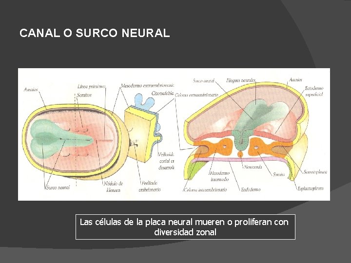 CANAL O SURCO NEURAL Las células de la placa neural mueren o proliferan con