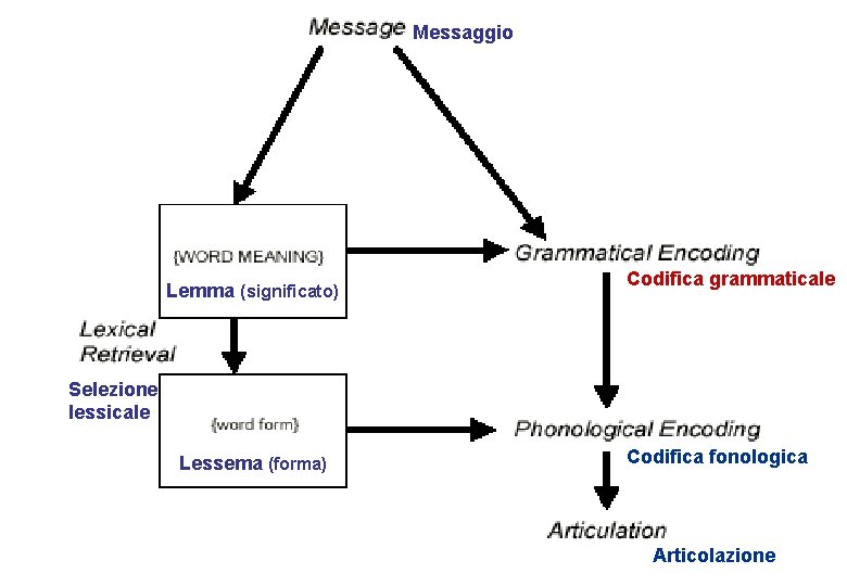 Messaggio Lemma (significato) Codifica grammaticale Selezione lessicale Lessema (forma) Codifica fonologica Articolazione 