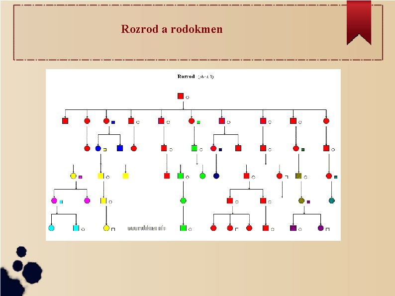 Rozrod a rodokmen 