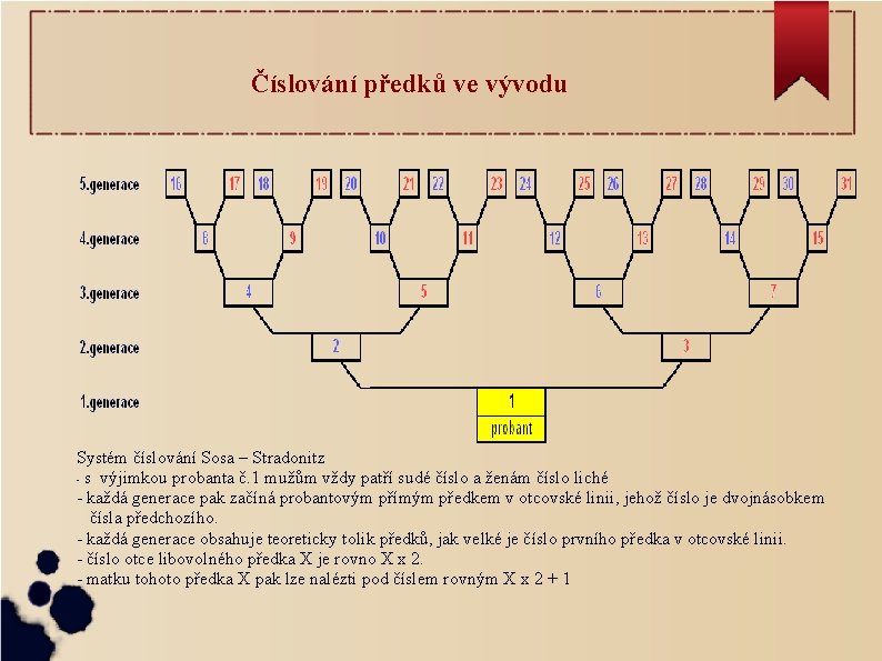 Číslování předků ve vývodu Systém číslování Sosa – Stradonitz - s výjimkou probanta č.