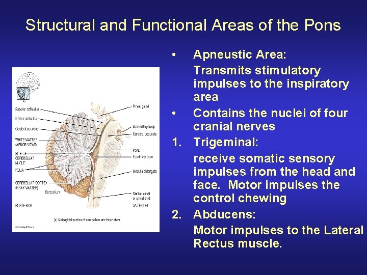 Structural and Functional Areas of the Pons • Apneustic Area: Transmits stimulatory impulses to Structural and Functional Areas of the Pons • Apneustic Area: Transmits stimulatory impulses to
