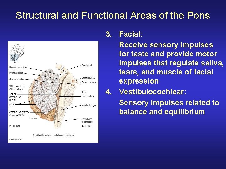 Structural and Functional Areas of the Pons 3. Facial: Receive sensory impulses for taste Structural and Functional Areas of the Pons 3. Facial: Receive sensory impulses for taste