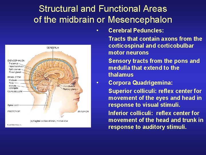 Structural and Functional Areas of the midbrain or Mesencephalon • • Cerebral Peduncles: Tracts