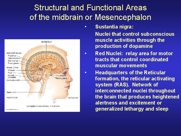 Structural and Functional Areas of the midbrain or Mesencephalon • • • Sustantia nigra: