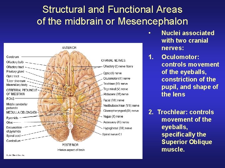 Structural and Functional Areas of the midbrain or Mesencephalon • 1. Nuclei associated with Structural and Functional Areas of the midbrain or Mesencephalon • 1. Nuclei associated with