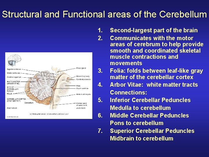 Structural and Functional areas of the Cerebellum 1. 2. 3. 4. 5. 6. 7.