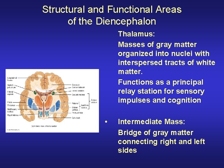 Structural and Functional Areas of the Diencephalon Thalamus: Masses of gray matter organized into Structural and Functional Areas of the Diencephalon Thalamus: Masses of gray matter organized into