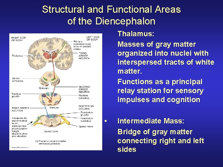 Structural and Functional Areas of the Diencephalon Thalamus: Masses of gray matter organized into