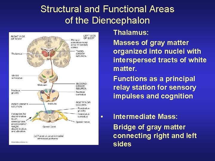 Structural and Functional Areas of the Diencephalon Thalamus: Masses of gray matter organized into Structural and Functional Areas of the Diencephalon Thalamus: Masses of gray matter organized into