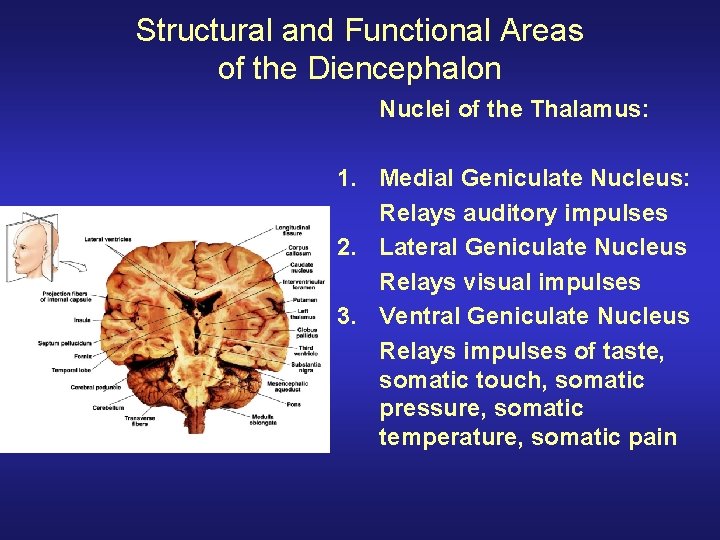 Structural and Functional Areas of the Diencephalon Nuclei of the Thalamus: 1. Medial Geniculate Structural and Functional Areas of the Diencephalon Nuclei of the Thalamus: 1. Medial Geniculate