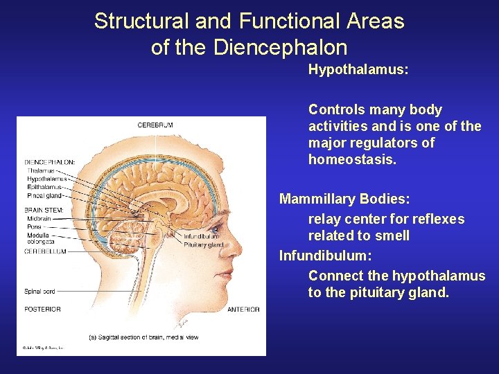 Structural and Functional Areas of the Diencephalon Hypothalamus: Controls many body activities and is