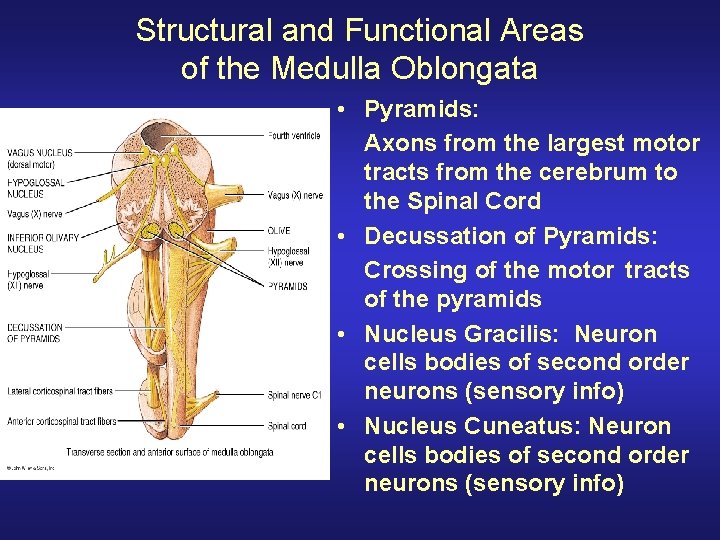 Structural and Functional Areas of the Medulla Oblongata • Pyramids: Axons from the largest