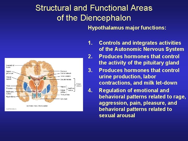 Structural and Functional Areas of the Diencephalon Hypothalamus major functions: 1. 2. 3. 4. Structural and Functional Areas of the Diencephalon Hypothalamus major functions: 1. 2. 3. 4.