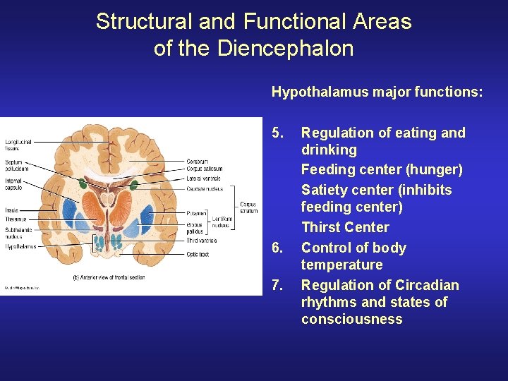 Structural and Functional Areas of the Diencephalon Hypothalamus major functions: 5. 6. 7. Regulation