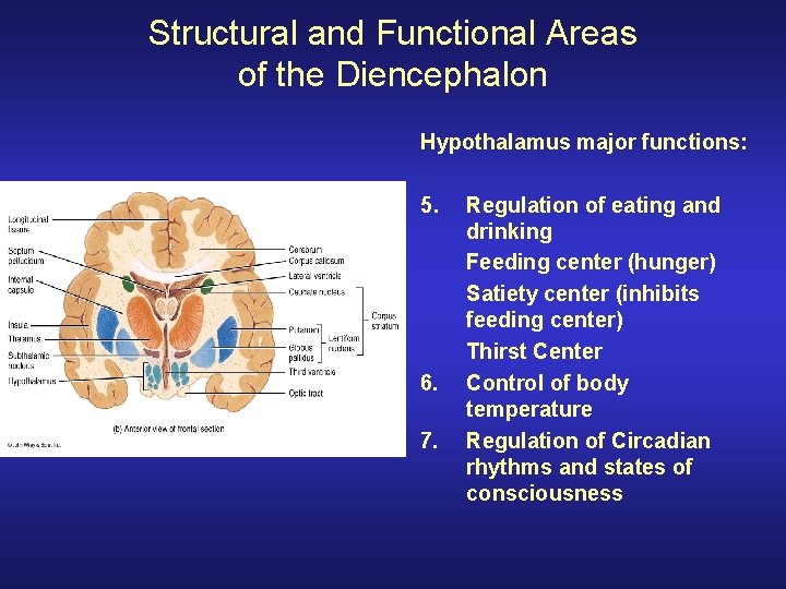 Structural and Functional Areas of the Diencephalon Hypothalamus major functions: 5. 6. 7. Regulation Structural and Functional Areas of the Diencephalon Hypothalamus major functions: 5. 6. 7. Regulation