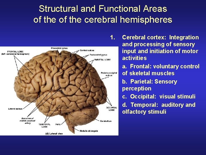 Structural and Functional Areas of the cerebral hemispheres 1. Cerebral cortex: Integration and processing Structural and Functional Areas of the cerebral hemispheres 1. Cerebral cortex: Integration and processing