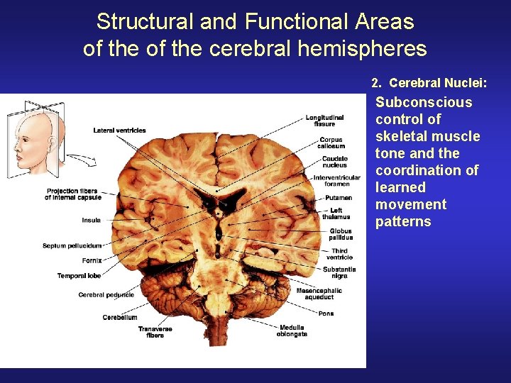 Structural and Functional Areas of the cerebral hemispheres 2. Cerebral Nuclei: Subconscious control of