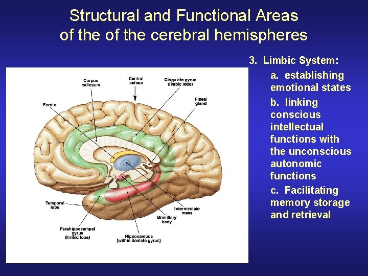 Structural and Functional Areas of the cerebral hemispheres 3. Limbic System: a. establishing emotional