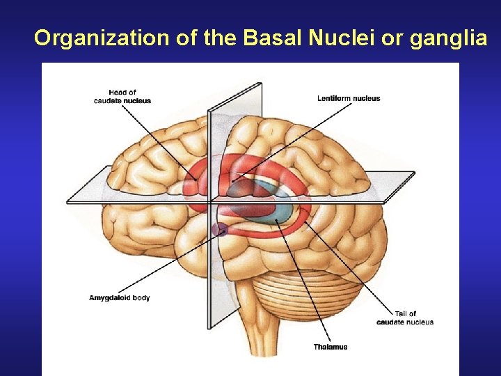 Organization of the Basal Nuclei or ganglia 