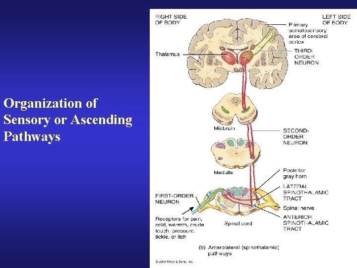 Organization of Sensory or Ascending Pathways 