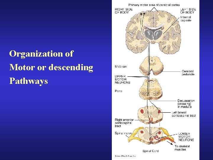 Organization of Motor or descending Pathways Organization of Motor or descending Pathways