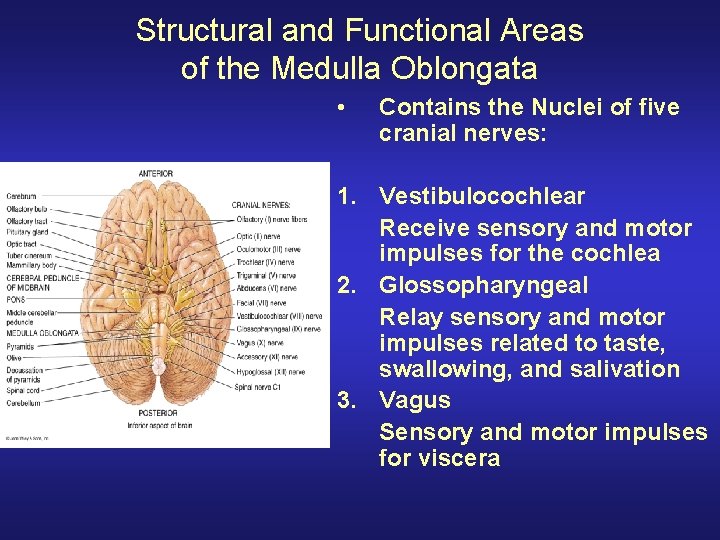 Structural and Functional Areas of the Medulla Oblongata • Contains the Nuclei of five