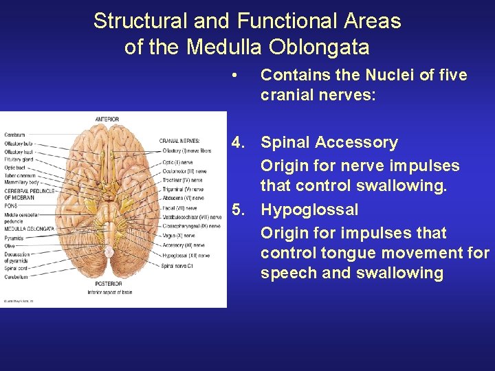 Structural and Functional Areas of the Medulla Oblongata • Contains the Nuclei of five