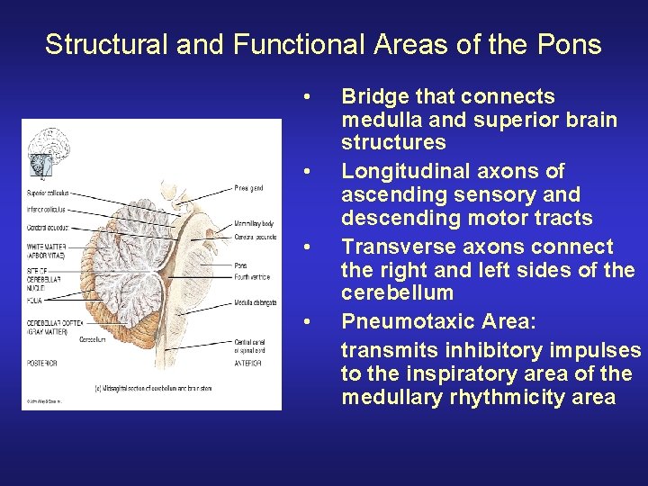 Structural and Functional Areas of the Pons • • Bridge that connects medulla and