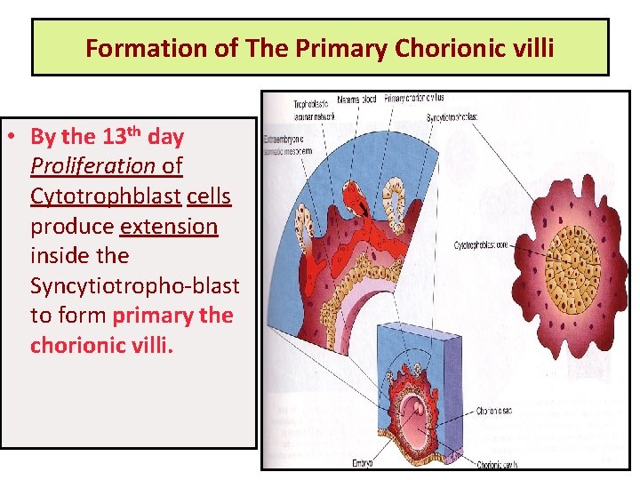 Formation of The Primary Chorionic villi • By the 13 th day Proliferation of