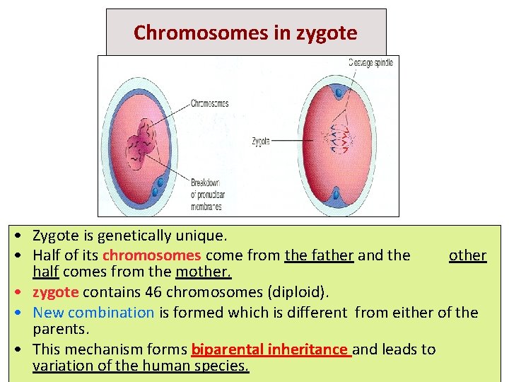 Chromosomes in zygote • Zygote is genetically unique. • Half of its chromosomes come