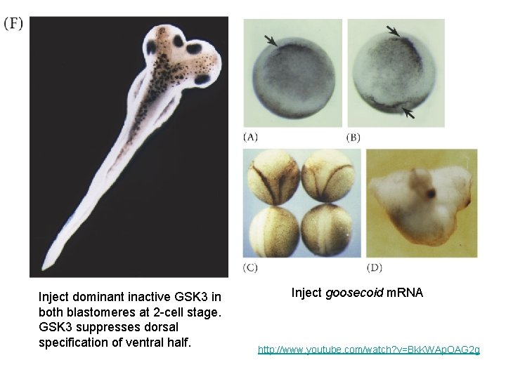 Inject dominant inactive GSK 3 in both blastomeres at 2 -cell stage. GSK 3