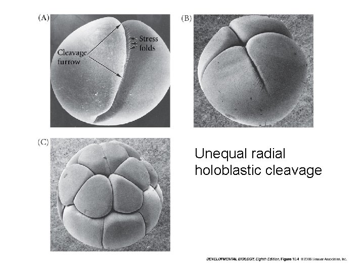 Unequal radial holoblastic cleavage 