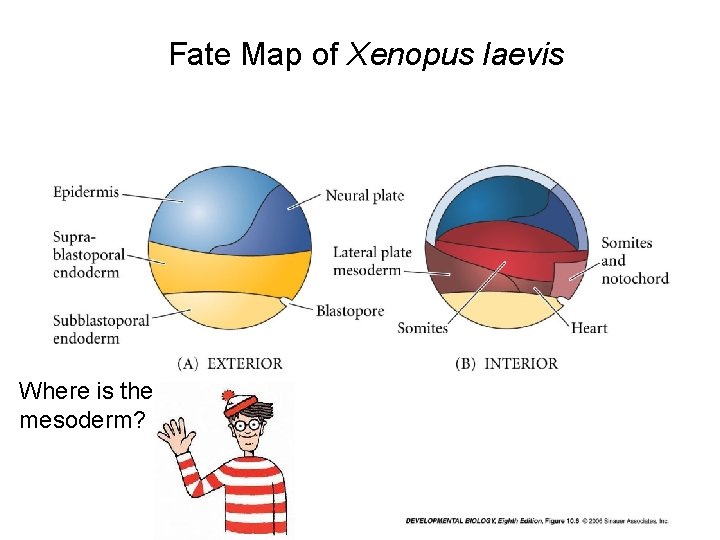 Fate Map of Xenopus laevis Where is the mesoderm? 